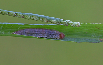 Zabulon Skipper caterpillar